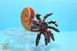  Flexi squid & ammonite set  3d model for 3d printers