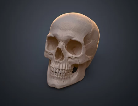  anatomically correct human skull (homo sapiens sapiens)  3d model for 3d printers