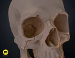 Modelo 3d de  cráneo humano anatómicamente correcto (homo sapiens sapiens) para impresoras 3d