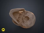Modelo 3d de  cráneo humano anatómicamente correcto (homo sapiens sapiens) para impresoras 3d