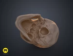   anatomically correct human skull (homo sapiens sapiens)  3d model for 3d printers