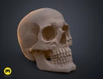 Modelo 3d de  cráneo humano anatómicamente correcto (homo sapiens sapiens) para impresoras 3d