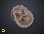 Modelo 3d de  cráneo humano anatómicamente correcto (homo sapiens sapiens) para impresoras 3d