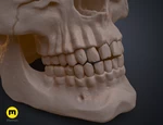 Modelo 3d de  cráneo humano anatómicamente correcto (homo sapiens sapiens) para impresoras 3d