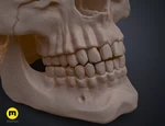   anatomically correct human skull (homo sapiens sapiens)  3d model for 3d printers