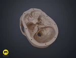  Human skull  3d model for 3d printers