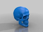  Human skull  3d model for 3d printers