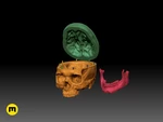  Human skull  3d model for 3d printers