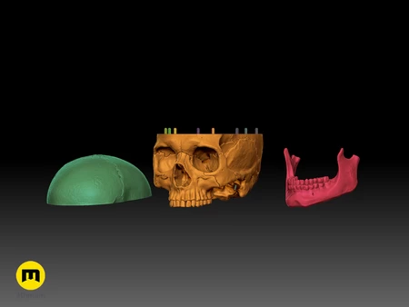  Human skull  3d model for 3d printers