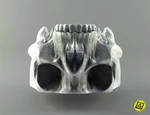  Human skull  3d model for 3d printers