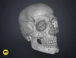  Human skull  3d model for 3d printers