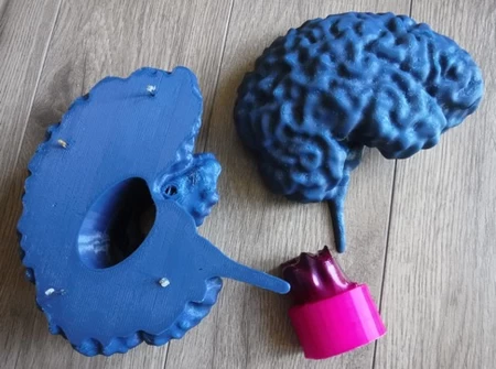 Modelo 3d de Resonancia magnética del cerebro para impresoras 3d
