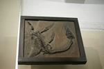 Modelo 3d de Fósil de plesiosaurio para impresoras 3d