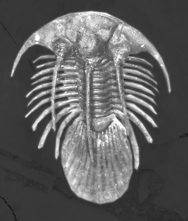 Trilobite More-Than-a-Lithophane