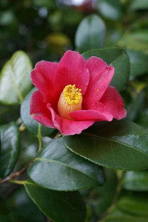  Camellia more-than-a-lithophane  3d model for 3d printers