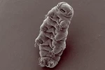  Waterbear and the tardigrade  3d model for 3d printers