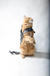  Cat armor  3d model for 3d printers