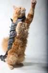  Cat armor  3d model for 3d printers