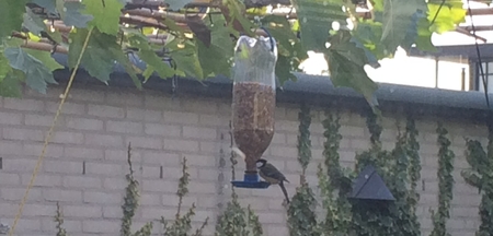 bird food dispenser