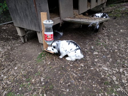 Pet water bottle