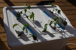  Generic ikea vÄxer hydroponics growing media holder   3d model for 3d printers