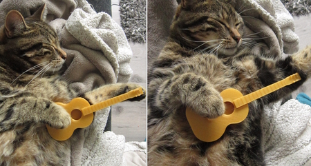 Gato guitarra