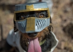  Deus vult dog: the costume  3d model for 3d printers