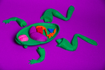  The frog  3d model for 3d printers