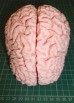 Modelo 3d de El cerebro humano para impresoras 3d