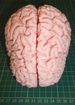  Human brain  3d model for 3d printers