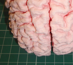  Human brain  3d model for 3d printers