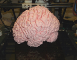 Human brain  3d model for 3d printers