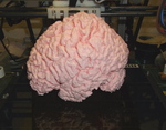 Modelo 3d de El cerebro humano para impresoras 3d