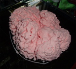  Human brain  3d model for 3d printers