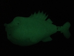  Animatronic little bit fish  3d model for 3d printers