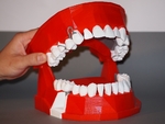 Modelo 3d de Dental modelo de demostración / modèle de démonstration dentaire para impresoras 3d