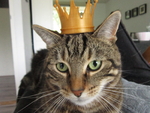  Cat crown  3d model for 3d printers