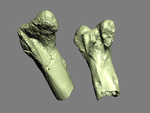  Tyrannosaurus rex thighbone  3d model for 3d printers