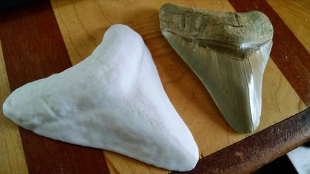 Modelo 3d de Poderoso diente de megalodon para impresoras 3d