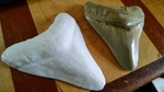  Mighty megalodon tooth  3d model for 3d printers