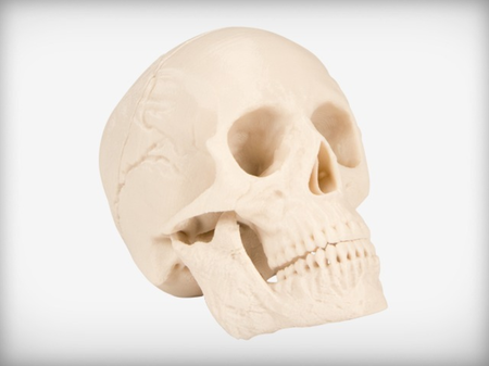 Human Skull