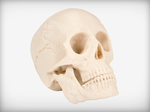 Modelo 3d de Cráneo humano para impresoras 3d