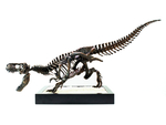  T-rex skeleton  3d model for 3d printers