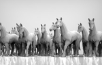  Horses at ease 28mm heroic scale  3d model for 3d printers