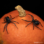 Black widow spider  3d model for 3d printers