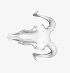  Goat head bone  3d model for 3d printers