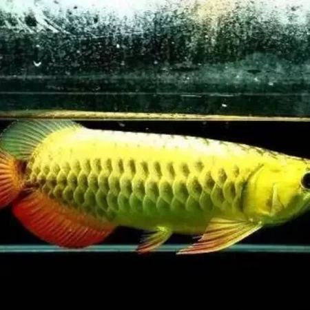  Arowana  3d model for 3d printers