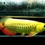 Modelo 3d de Arowana para impresoras 3d