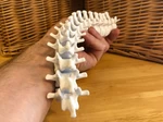  Happy halloween spine   3d model for 3d printers