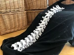 Modelo 3d de Columna vertebral portátil para impresoras 3d